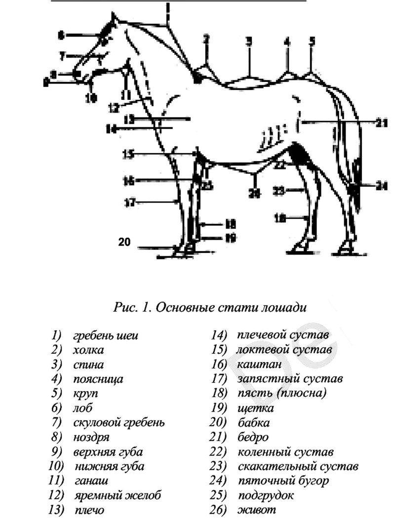 Топография статей лошади