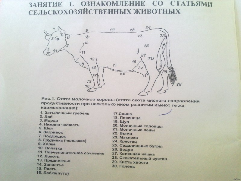 Стати крупного рогатого скота