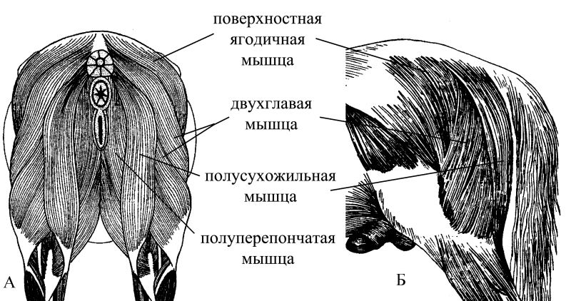 Полусухожильная мышца лошади