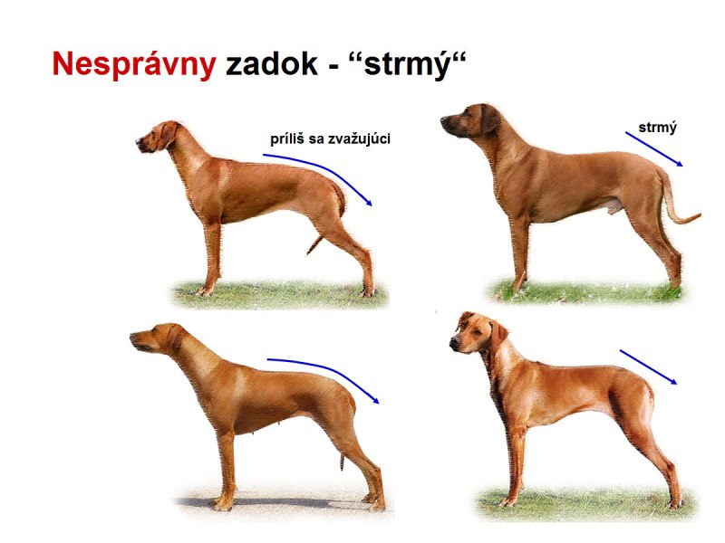 Скошенный круп у собаки