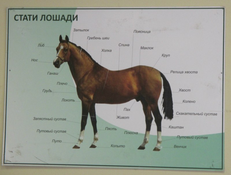 Холка у лошади