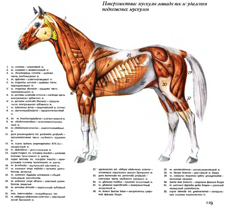 Поверхностные мышцы шеи и туловища лошади