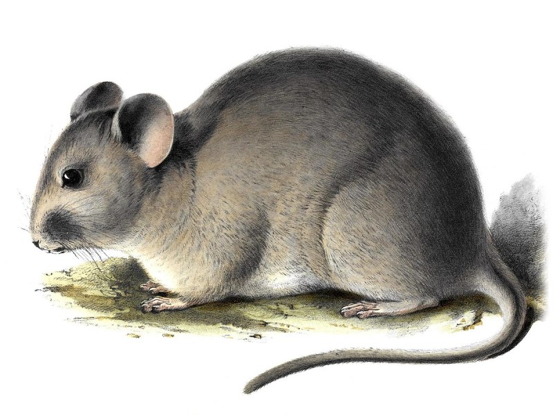 Abrocoma bennettii