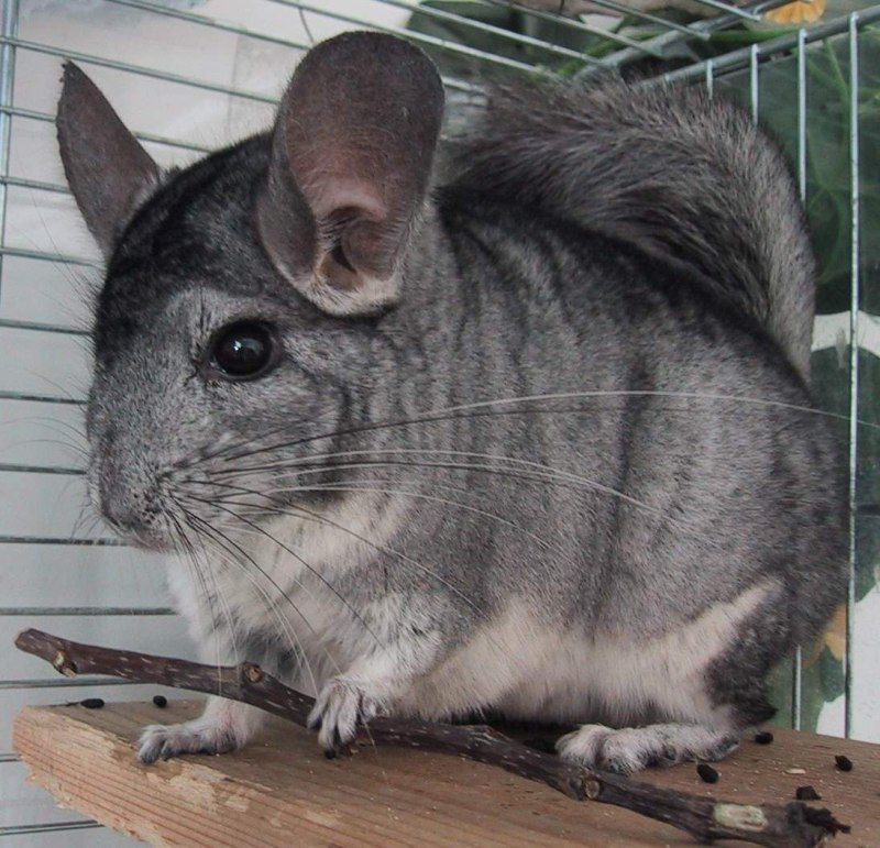 Шиншилла Chinchilla lanigera