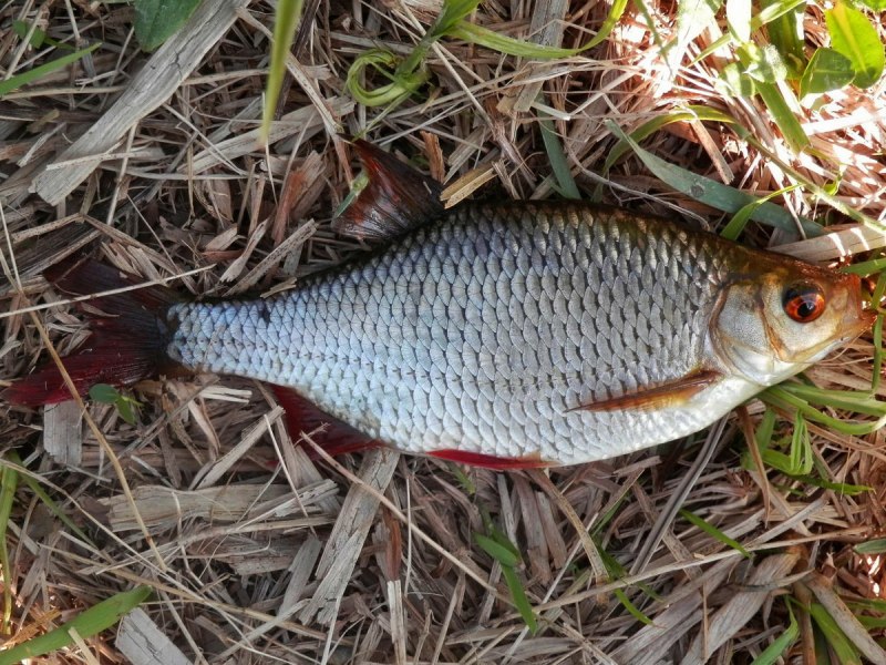 Красноперка Scardinius erythrophthalmus