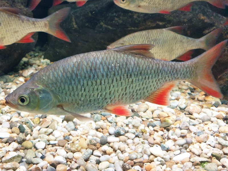 Красноперка Scardinius erythrophthalmus