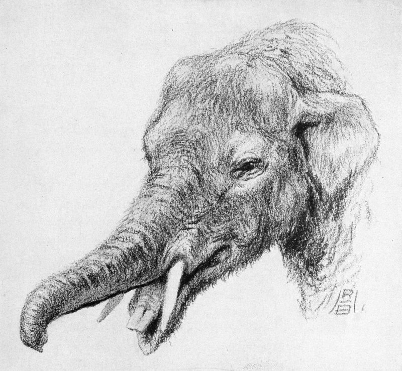 Robert Bruce Horsfall
