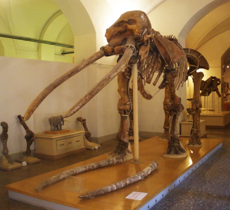 Anancus arvernensis