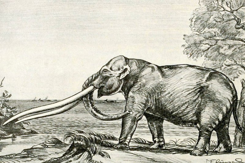 Anancus arvernensis
