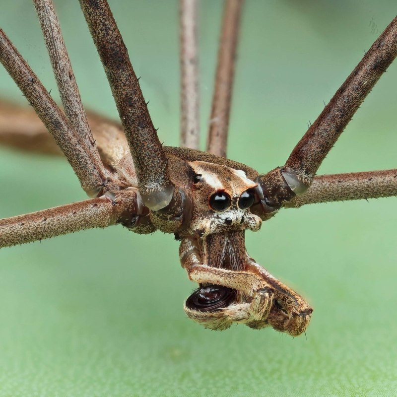 Iberoformica subrufa