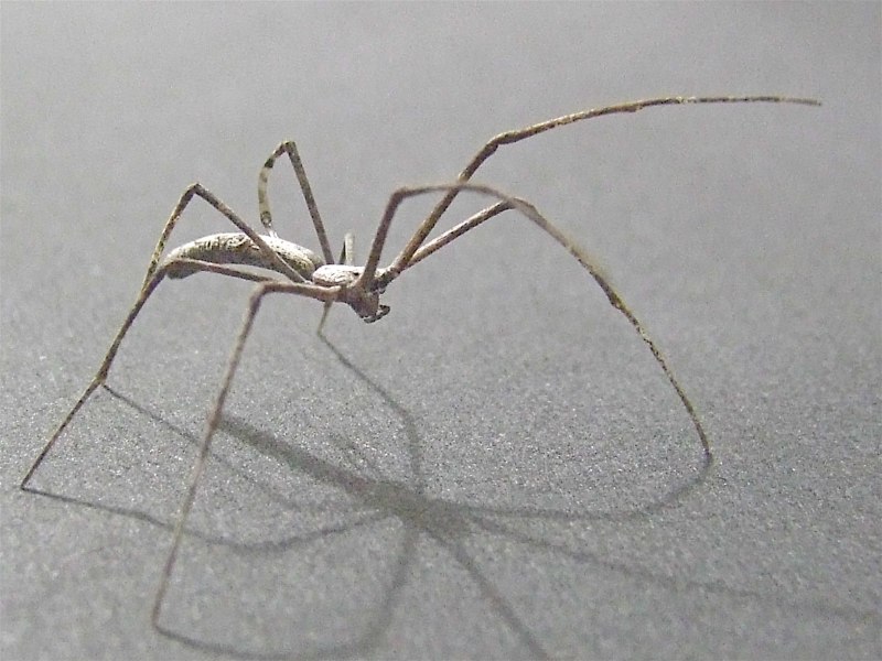 Deinopidae паук
