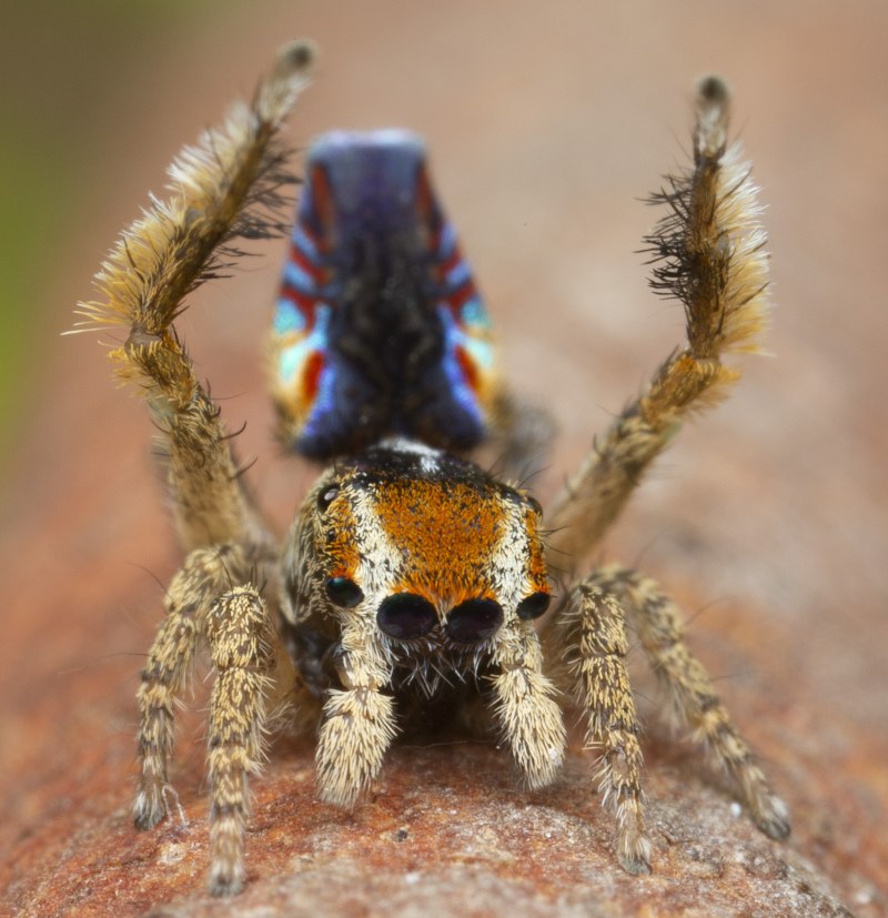 Паук Maratus speciosus