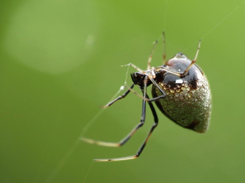 Argyrodes colubrinus