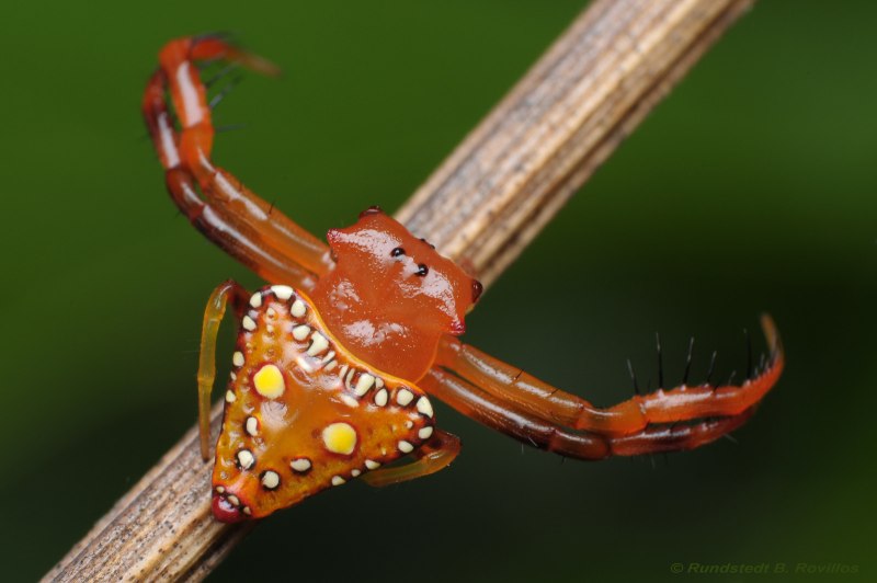 Arkys lancearius