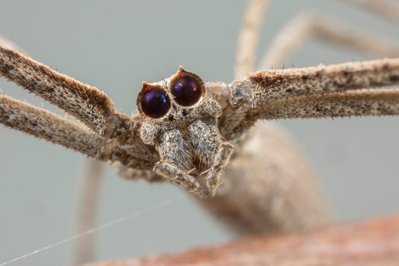 Ogre faced Spider