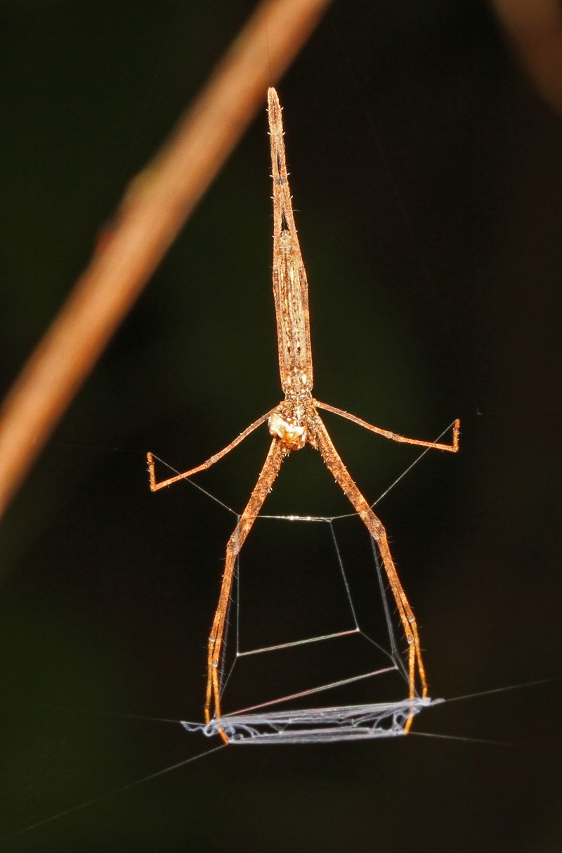 Deinopidae паук