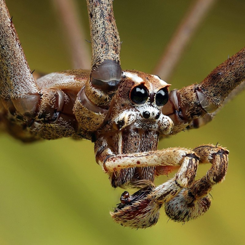 Deinopidae паук