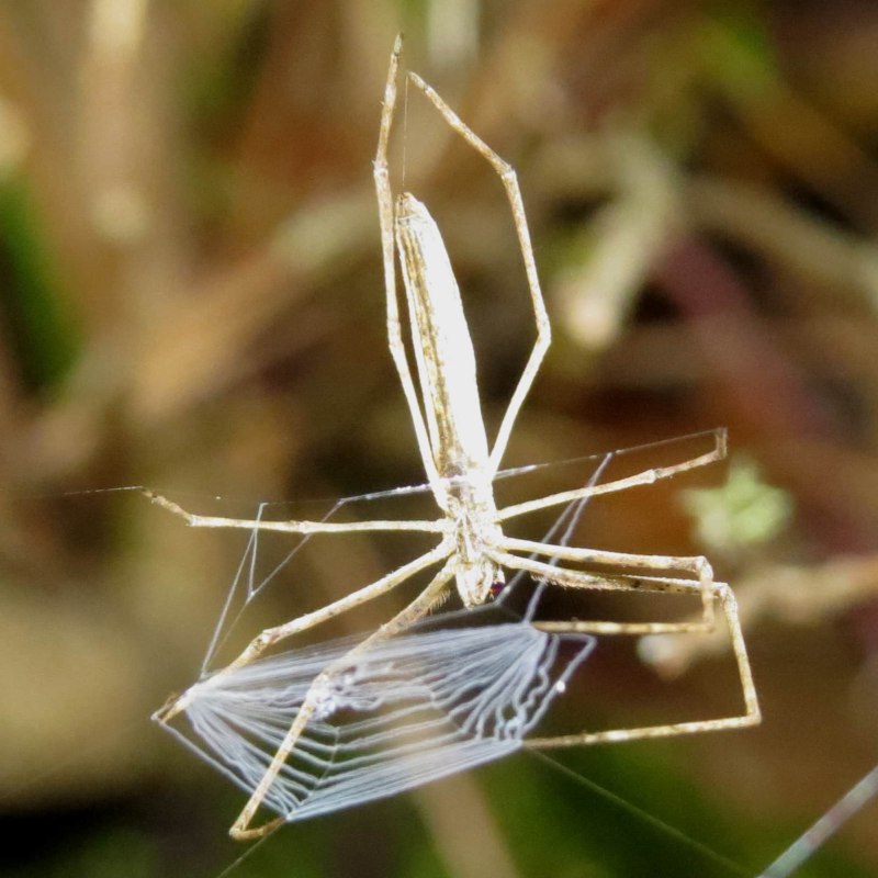 Паук Dinopidae spinosa
