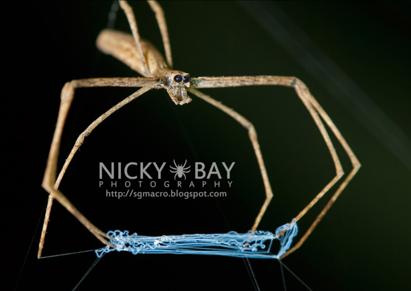 Паук Dinopidae spinosa