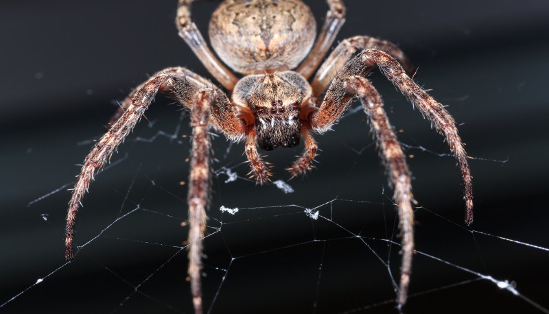 Паук Huntsman Spider