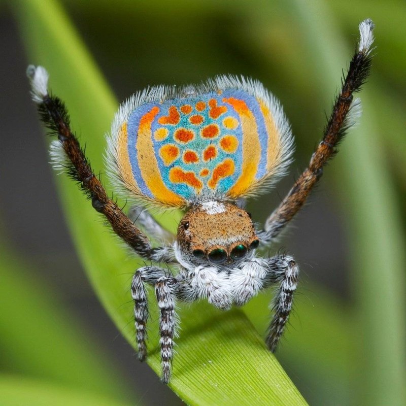 Паук Maratus speciosus