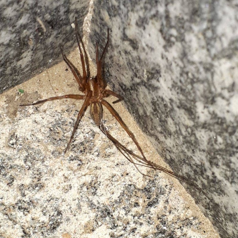 Aterigena Ligurica