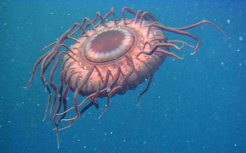 Atolla wyvillei