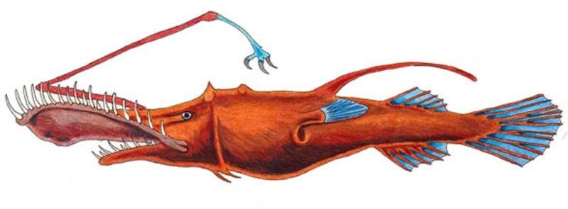Lasiognathus amphirhamphus