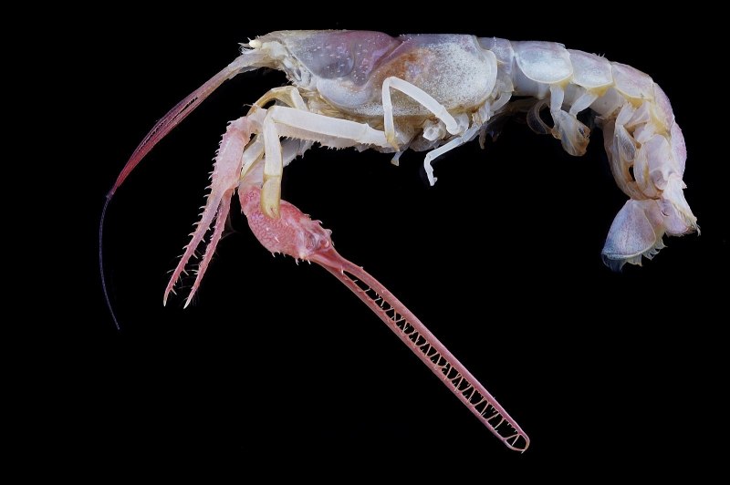 Слепой Омар Dinochelus ausubeli