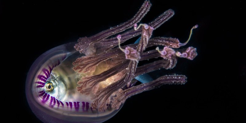 Минелли Deep Sea