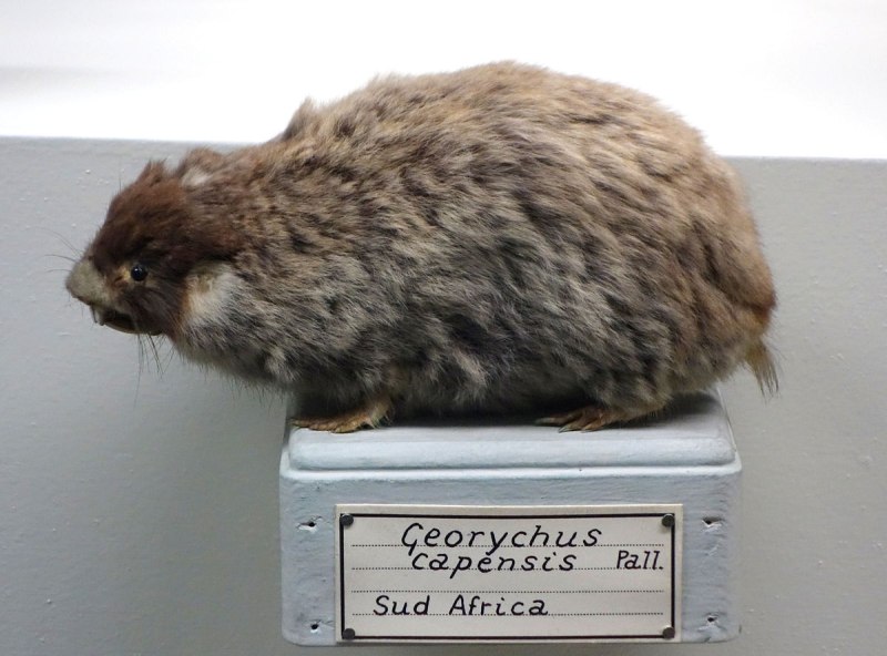 Georychus capensis