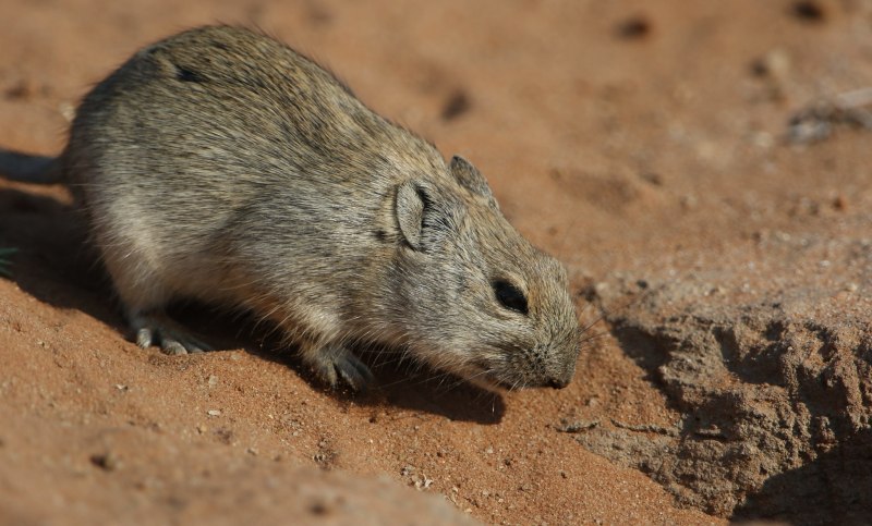 Paratomys brantsii фото и описание