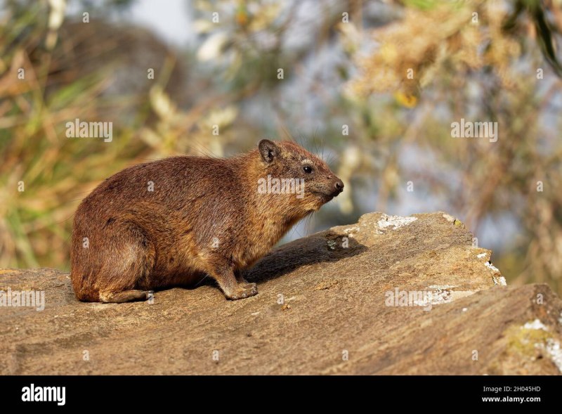 Dassie животное