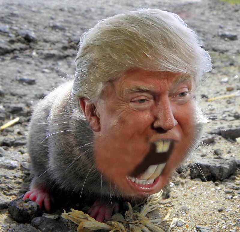 Russian Mole rat
