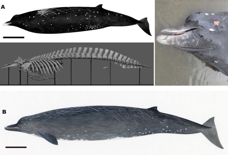 Berardius bairdii