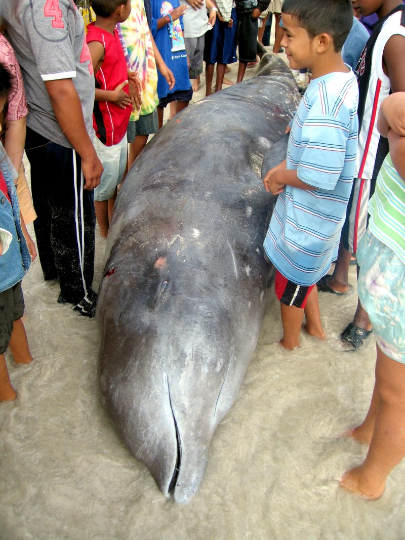 Cuvier's beaked Whales
