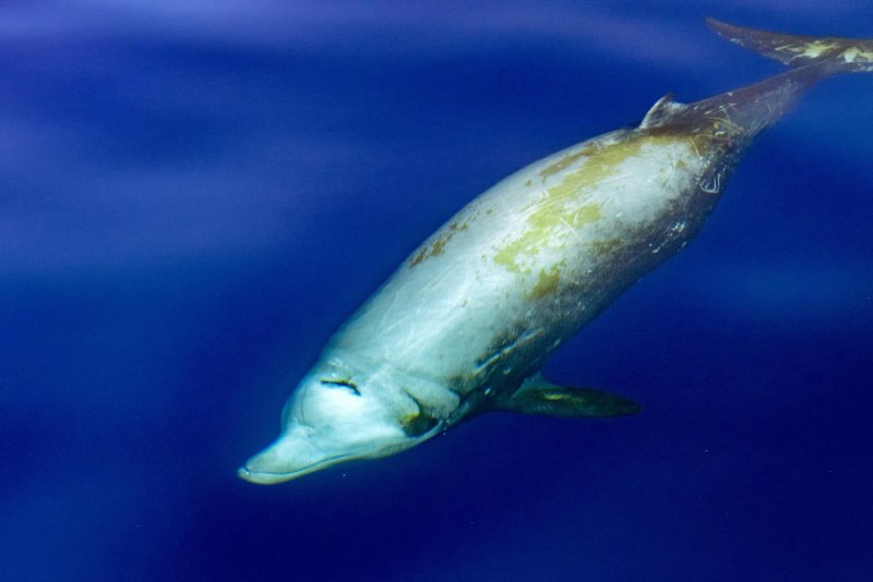 Cuvier's beaked Whale Goose-beaked Whale Ziphius cavirostris клюворыл