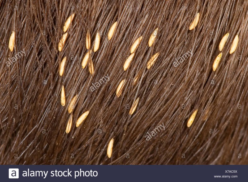 Лошадиный Овод Gasterophilus intestinalis
