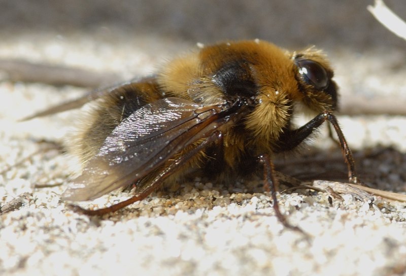 Овод Oestridae