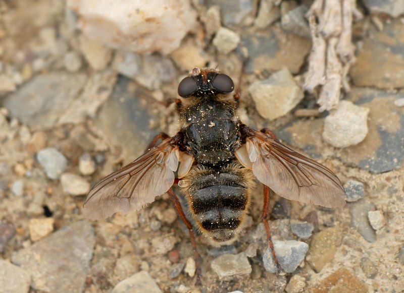 Овод Oestridae
