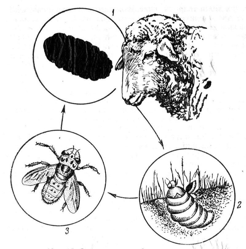 Oestrus Ovis жизненный цикл