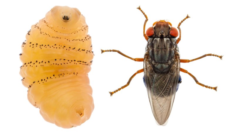 Личинка овода Dermatobia Hominis