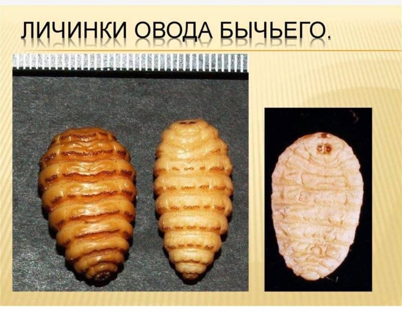 Личинки человеческого овода