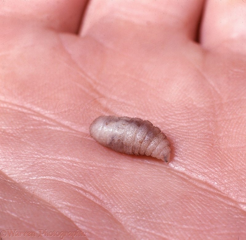 Муха тумбу (Cordylobia Anthropophaga))