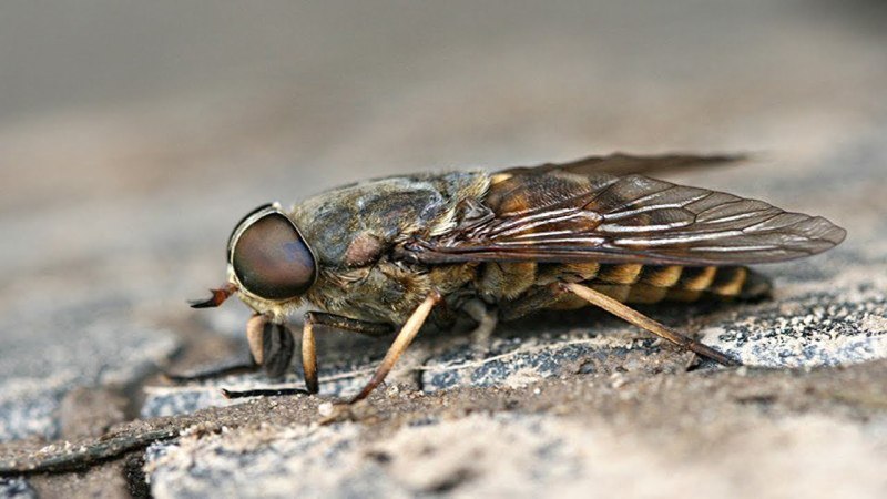 Hybomitra tarandina