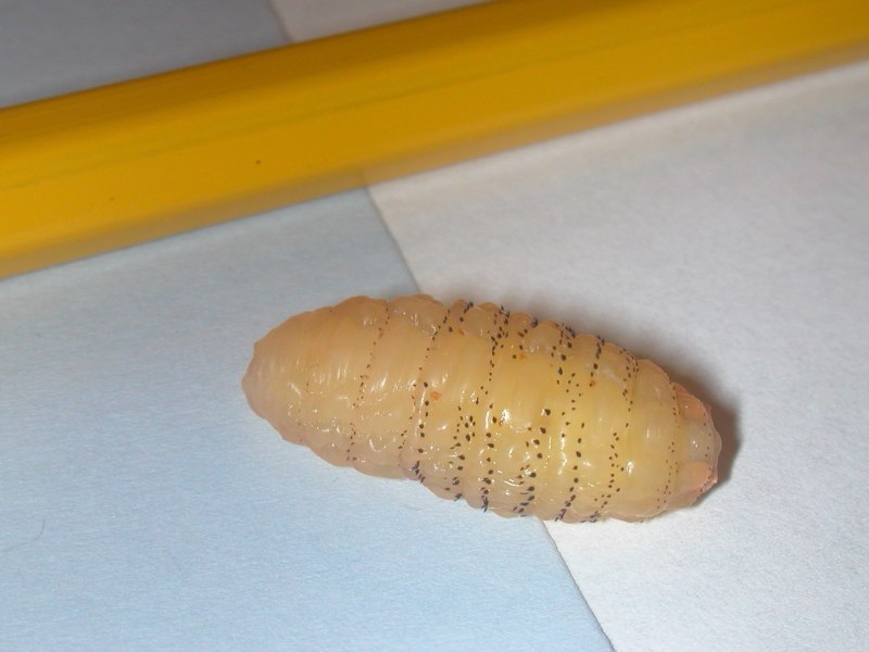 Мясная Муха Cochliomyia hominivorax