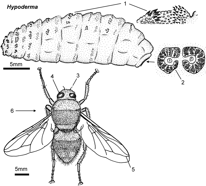 Бычий Овод (Hypoderma Bovis)