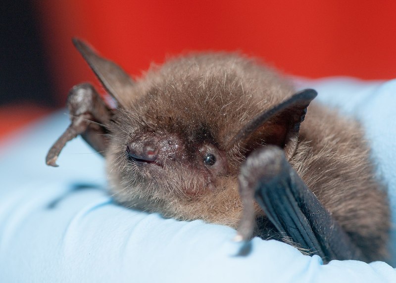 Трехцветная ночница Myotis emarginatus