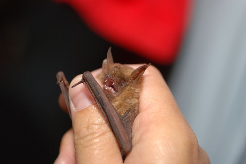 Myotis emarginatus