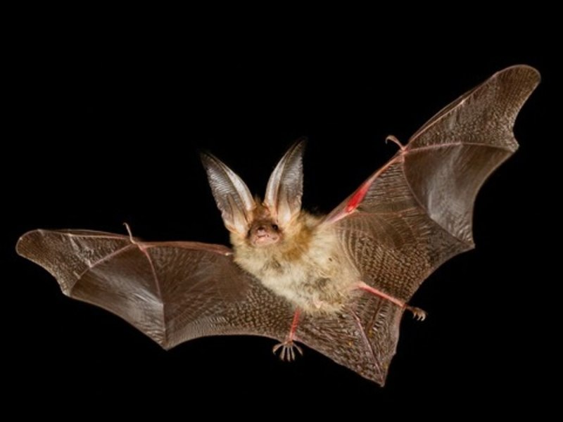 Ушан бурый – Plecotus auritus